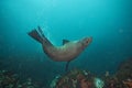 brown fur seal, arctocephalus pusillus, South Africa Royalty Free Stock Photo