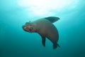 brown fur seal, arctocephalus pusillus, South Africa Royalty Free Stock Photo