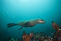 brown fur seal, arctocephalus pusillus, South Africa Royalty Free Stock Photo