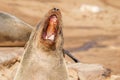 A brown fur seal Arctocephalus pusillus yawning, Cape Cross, Namibia. Royalty Free Stock Photo