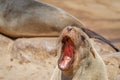 A brown fur seal Arctocephalus pusillus yawning, Cape Cross, Namibia. Royalty Free Stock Photo