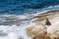 Brown fur seal Royalty Free Stock Photo