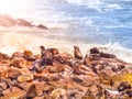 Brown fur seal colony at Cape Cross in Namibia Royalty Free Stock Photo