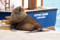 Cape Fur Seal and the Gypsy Rose Royalty Free Stock Photo