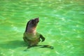 Brown Fur Seal playing in water Royalty Free Stock Photo