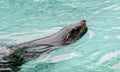 Brown fur seal Royalty Free Stock Photo