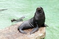 Brown fur seal Royalty Free Stock Photo