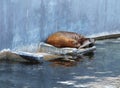 Brown fur seal sleeping on rock in biopark of Valencia Royalty Free Stock Photo