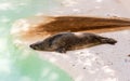 Brown fur seal sleeping at the zoo Royalty Free Stock Photo