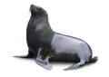 Brown fur seal Royalty Free Stock Photo