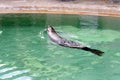 Brown fur seal in zoological garden enclosure in Prague