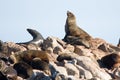 Brown fur seals Royalty Free Stock Photo