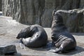 Brown Fur Seals (Arctocephalus pusillus) Royalty Free Stock Photo