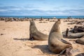 Brown fur seals Arctocephalus pusillus, Cape Cross, Namibia. Royalty Free Stock Photo