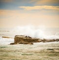 Brown Fur Seals Royalty Free Stock Photo