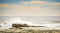 Brown Fur Seals Royalty Free Stock Photo