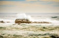 Brown Fur Seals Royalty Free Stock Photo