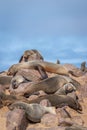 Brown fur seals Arctocephalus pusillus sleeping, Cape Cross, Namibia. Royalty Free Stock Photo