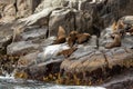 Brown fur seals on coastline of Tasman National Park Royalty Free Stock Photo