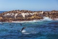 Brown fur seals