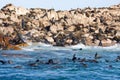 Brown fur seals (Dyer Island)