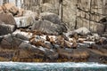 Brown fur seals in Tasman National Park Royalty Free Stock Photo