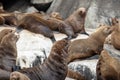 Brown fur seals., Tasman National Park Royalty Free Stock Photo