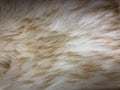 Brown fur texture background. Copy space for your text Royalty Free Stock Photo