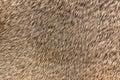 Brown fur texture background Royalty Free Stock Photo