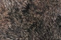 Brown fur texture Royalty Free Stock Photo
