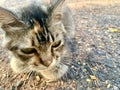 The brown cat approached and sat quietly Royalty Free Stock Photo