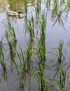 A brown-furred duck swims in the water among the rice fields in the rice fields