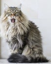 Brown furry cat of siberian breed in the garden, yawning Royalty Free Stock Photo