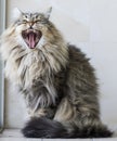 Brown furry cat of siberian breed in the garden, yawning Royalty Free Stock Photo