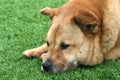 Brown Furry Dog Laying on Grass Royalty Free Stock Photo