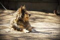 Brown furry dog lying on dusty road and rat stalking from building corner Royalty Free Stock Photo