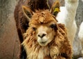 Brown furry domesticated alpaca portrait Royalty Free Stock Photo