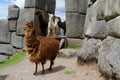 Brown furry domesticated alpacas among incas ruins in Peru