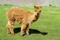 Brown furry domesticated small baby alpaca Royalty Free Stock Photo