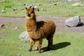 Brown furry llama on green meadow