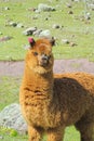 Brown furry llama on green meadow