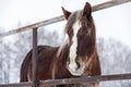 Brown furry plow horse in paddock on farm in winter season Royalty Free Stock Photo