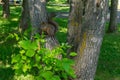 Brown furry squirrel eats and looks wary straight