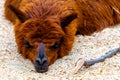 Brown fuzzy fur lama lies on the ground in a sunny day