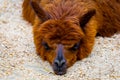 Brown fuzzy fur lama lies on the ground in a sunny day