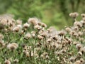 Brown fuzzy wildflowers growing against a soft green background in nature in late summer