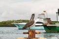 Brown Galapagos Pelican Royalty Free Stock Photo