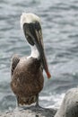 Brown Galapagos Pelican Royalty Free Stock Photo