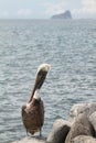 Brown Galapagos Pelican Royalty Free Stock Photo