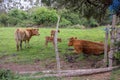 brown, galician cows in a meadow